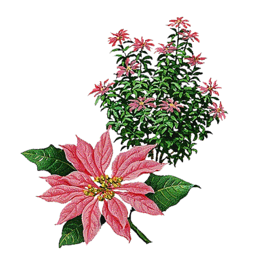 poinsettia2.gif picture by misconcursos