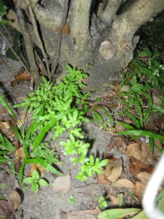 This Weed Looks Like A Type Of Fern Photo by underdog337 Photobucket