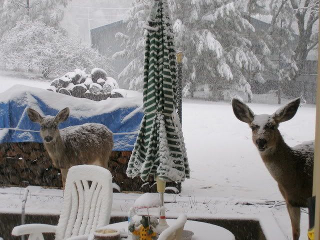 snowcovereddeer2-13-20099-50-28AM32.jpg