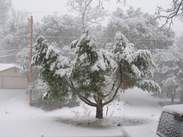 snowcoveredtreeinfrontyard2-13-2009.jpg