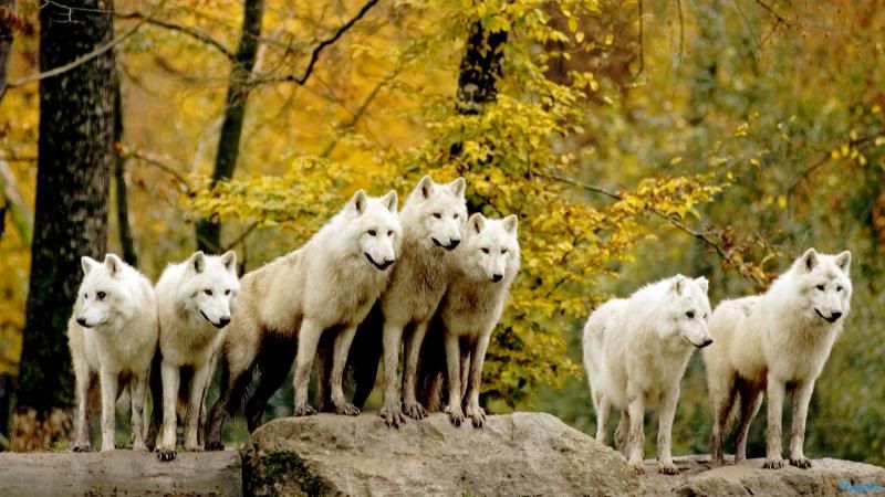 wolf_pack-1920x1080_zpse6bda82e.jpg