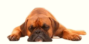  photo Untitled-5dogwhitebackground.png