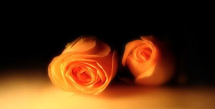 orange roses Pictures, Images and Photos
