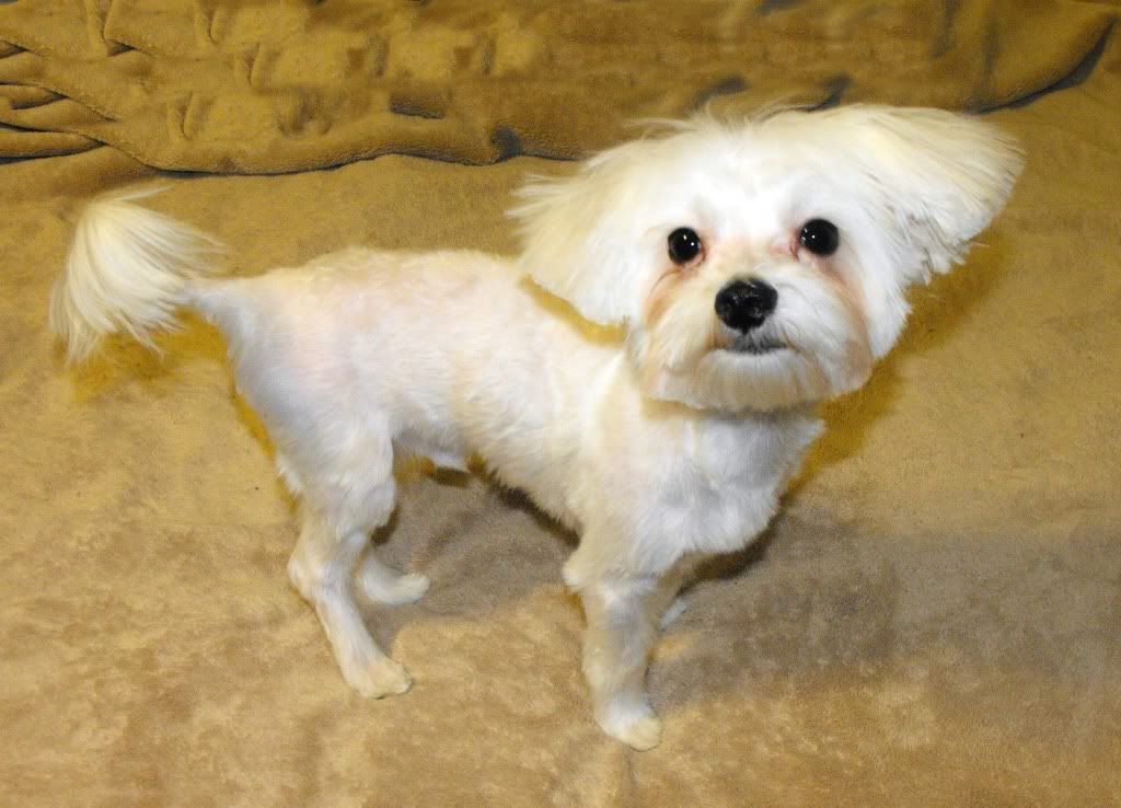 maltese short hair short hair maltese dog