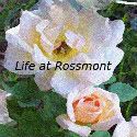 Life at Rossmont