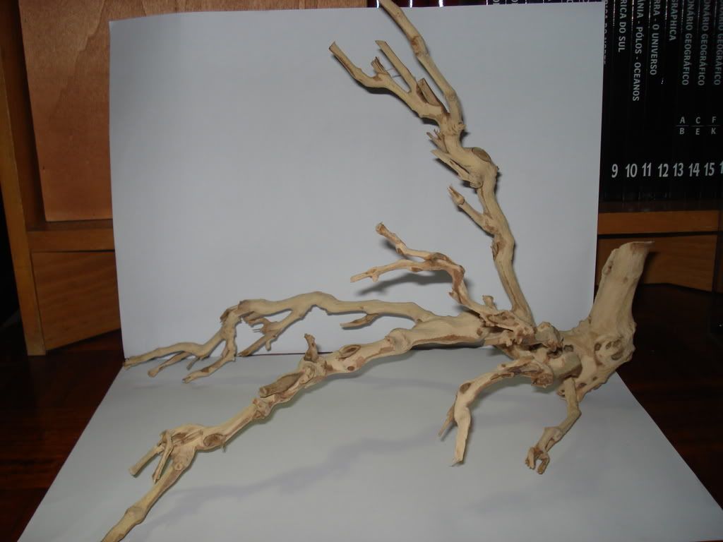 DSC02378-1.jpg