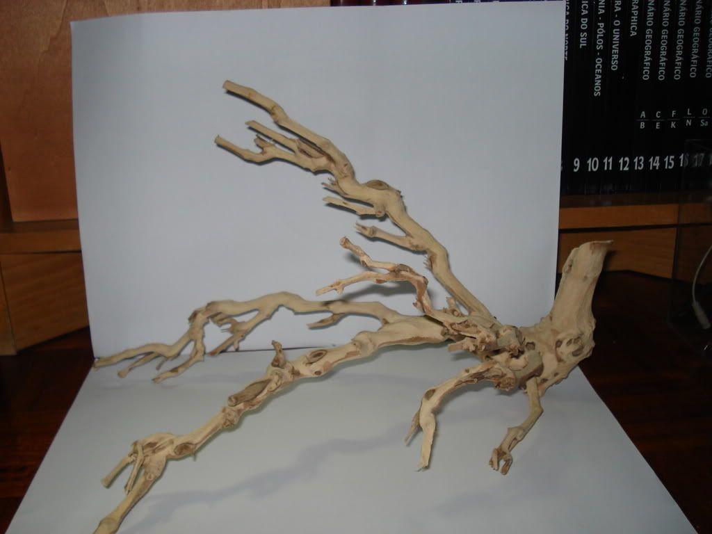 DSC02379-1.jpg