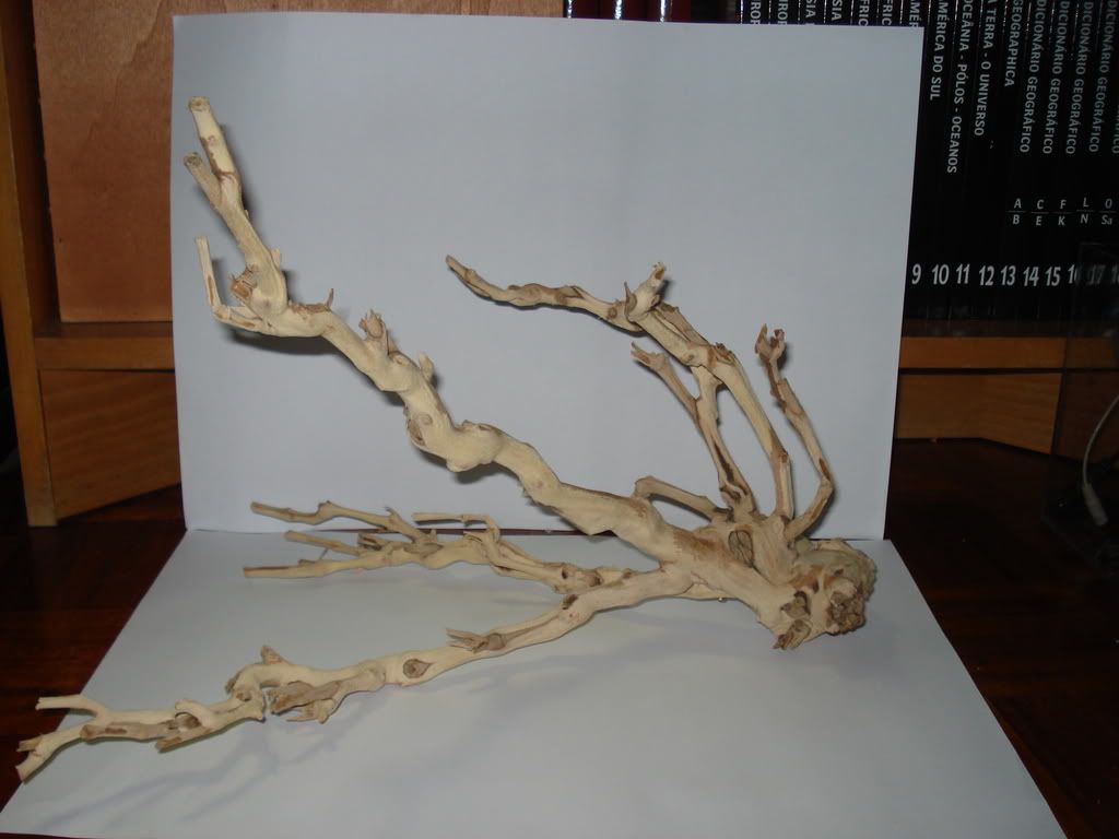 DSC02380-1.jpg