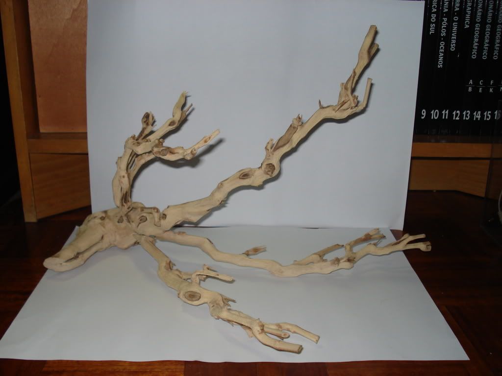 DSC02381-1.jpg