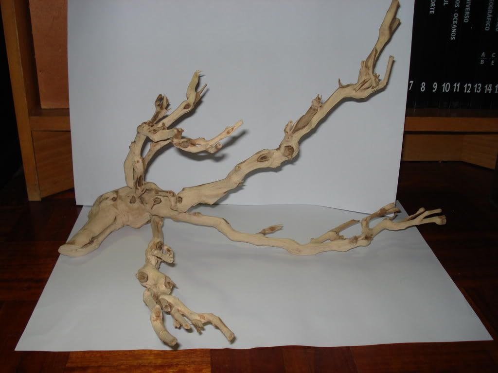 DSC02382-1.jpg