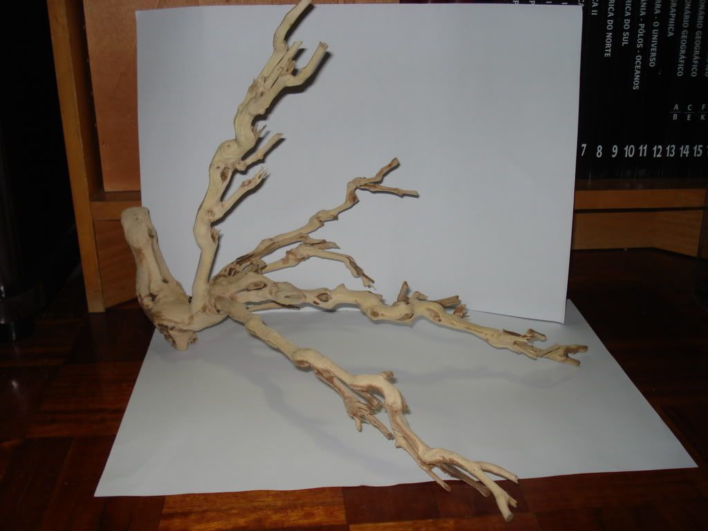 DSC02383-1.jpg