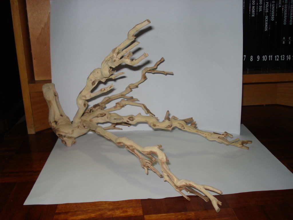 DSC02384-1.jpg