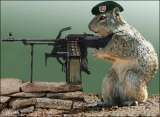 machine gun squirele