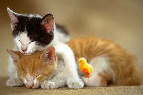 MySpace/Hi5 Thanks Glitter Graphics/Friendster/hi5 glitter/comment hi5 MySpace/Hi5 Thanks Glitter Graphics/Friendster/hi5 glitter/comment hi5