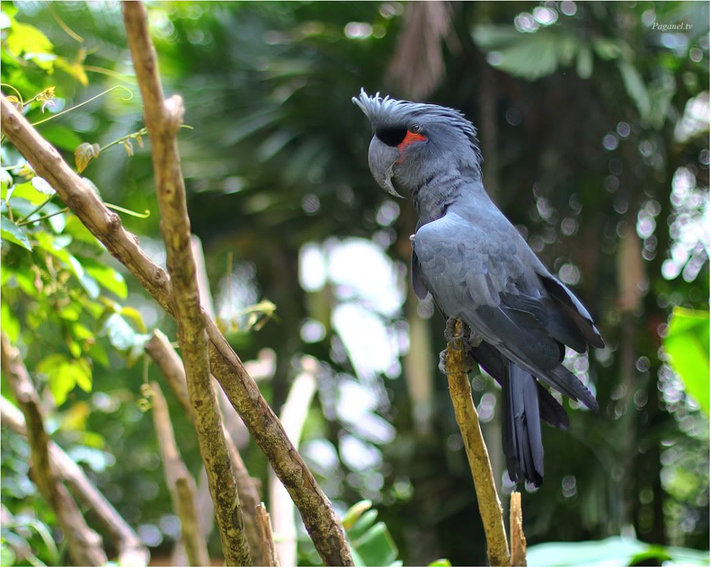 Indonesia + Папуасия. Снова. 2012