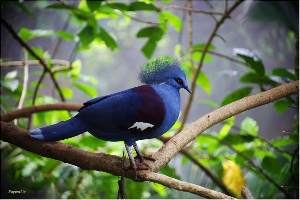 Indonesia + Папуасия. Снова. 2012