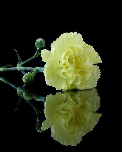 anjer Pictures, Images and Photos