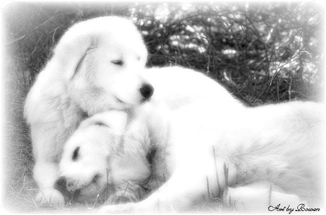 dogs2.jpg Loving Dogs image by Rowen-xfii