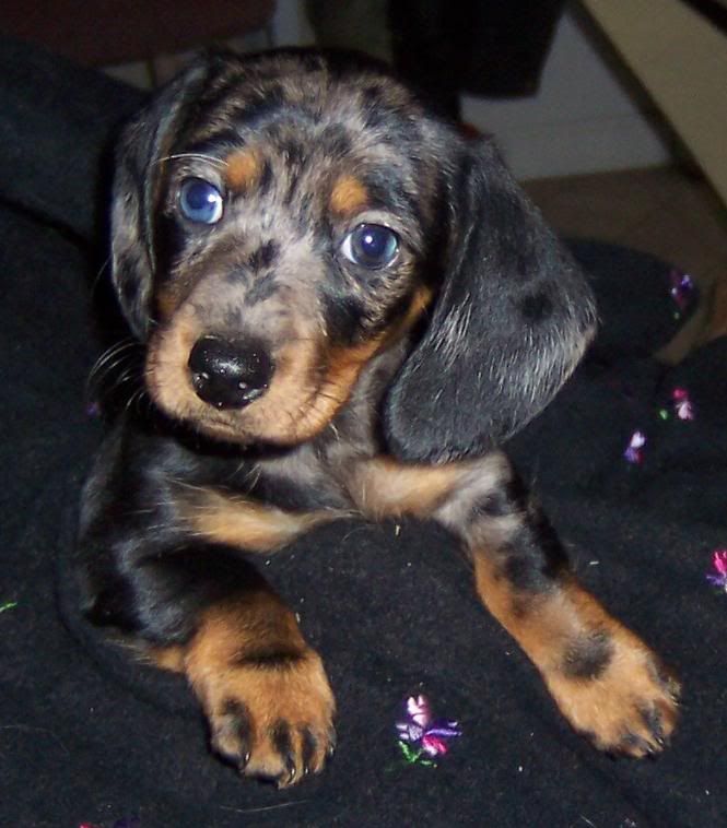 Sweet Doxie pup