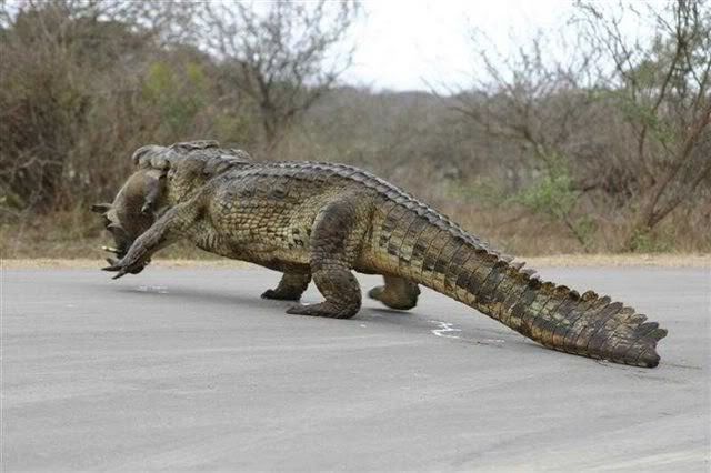 savannah king crocodile