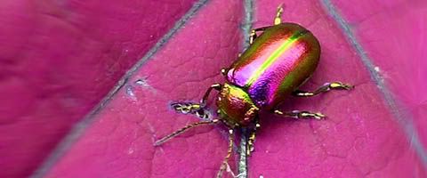 Pinkalicious Beetle