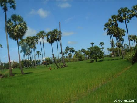 sugar-palm-trees-cambodia.jpg