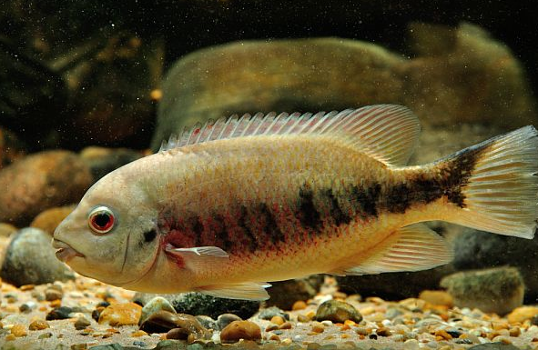Tomocichla.png