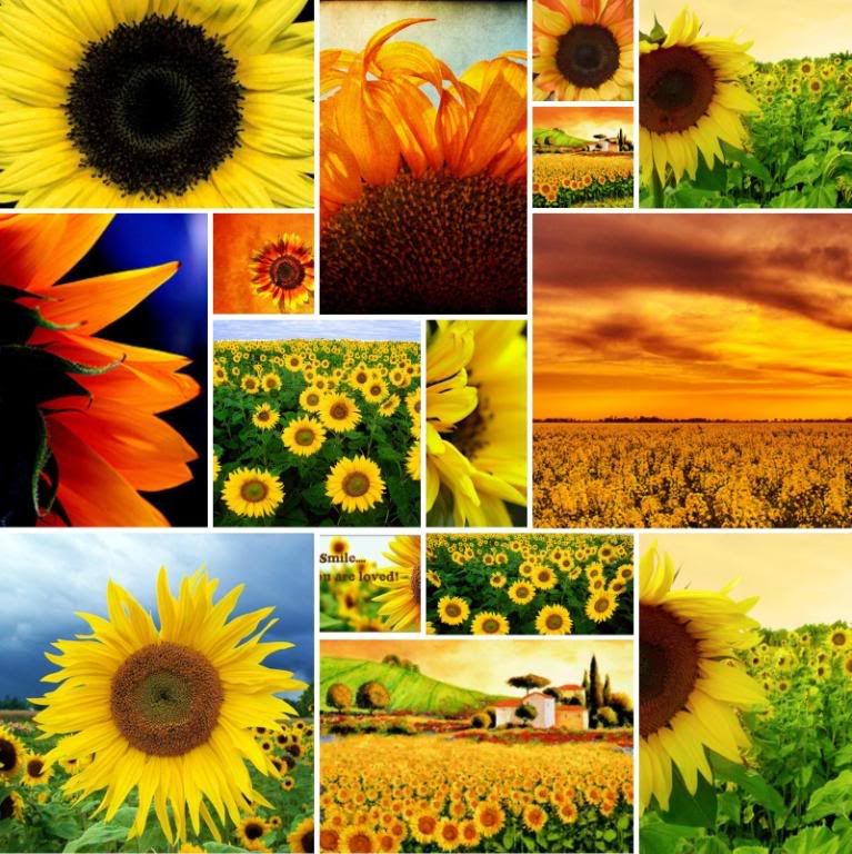 sunflower_collage.jpg Sunflowers image by bbeasom