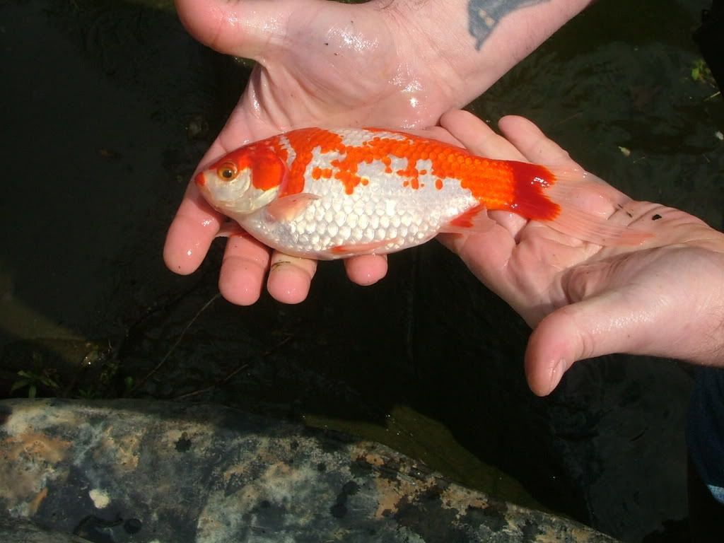 Pond fish for sale Sheffield Pet Owners Sheffield Forum