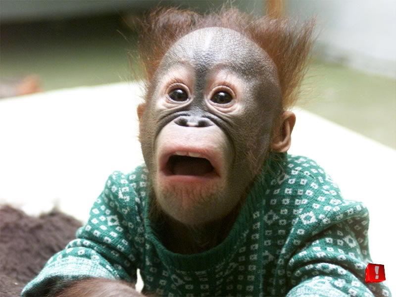 funny_animal_13.jpg funny_animal_13 image by tsai_tsai_family