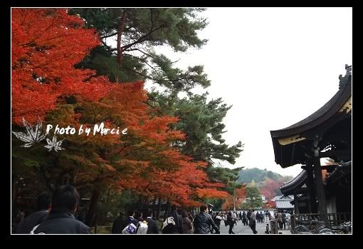 日本 京都 南禪寺 楓