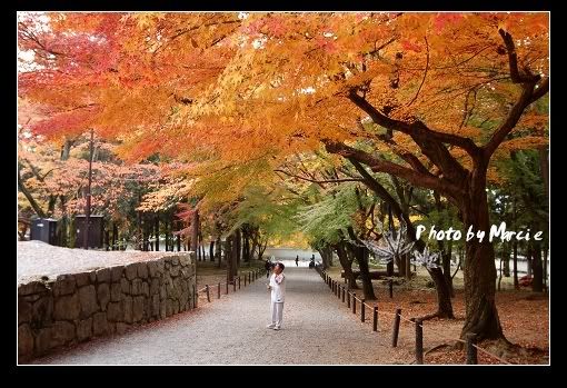 日本 京都 南禪寺 楓