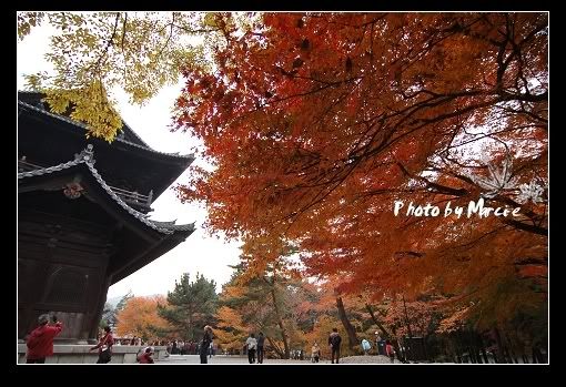 日本 京都 南禪寺 楓