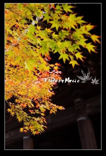 日本 京都 南禪寺 楓
