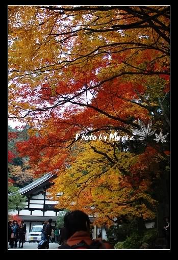 日本 京都 南禪寺 楓