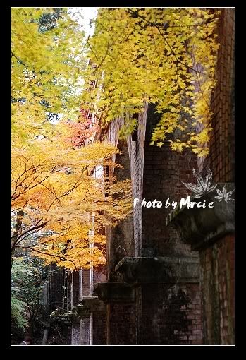 日本 京都 南禪寺 楓