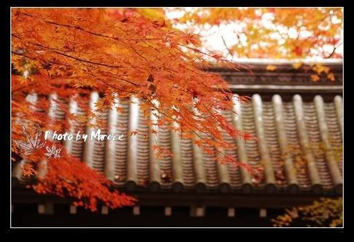 日本 京都 光明寺