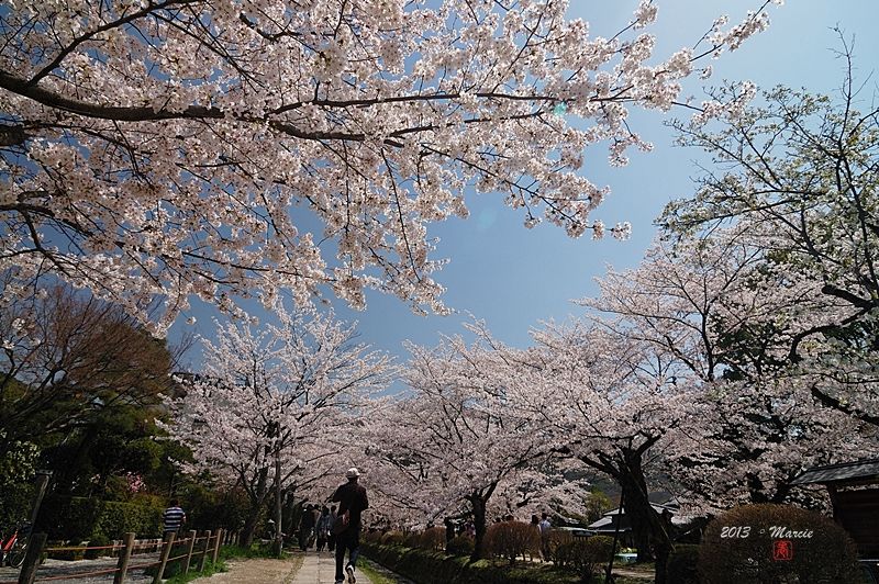 京都白川疏水櫻花
