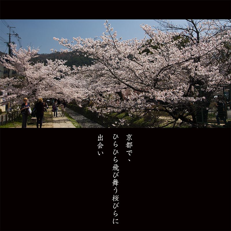 京都白川疏水櫻花
