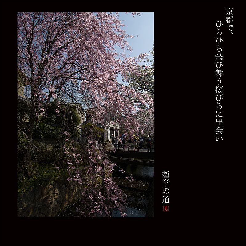 京都哲學之道櫻花
