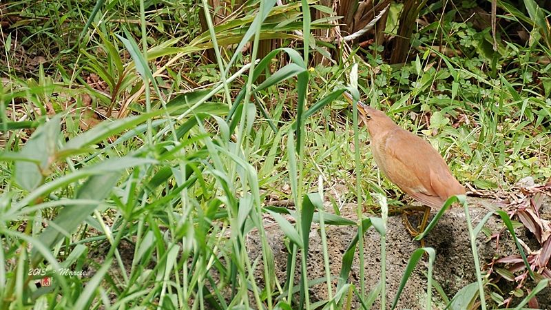 台北 植物園 栗小鷺