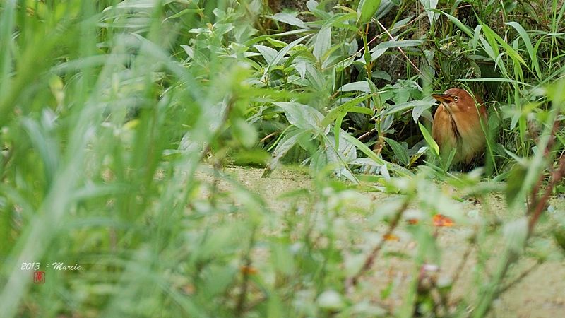 台北 植物園 栗小鷺