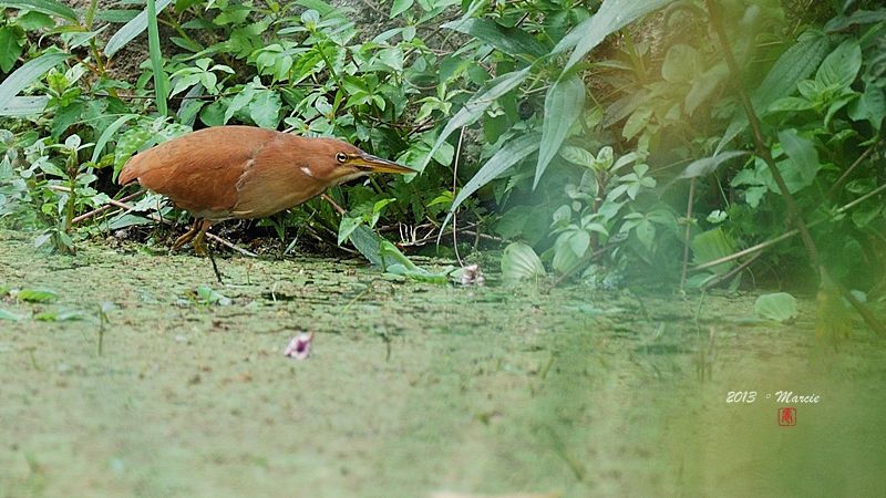 台北 植物園 栗小鷺