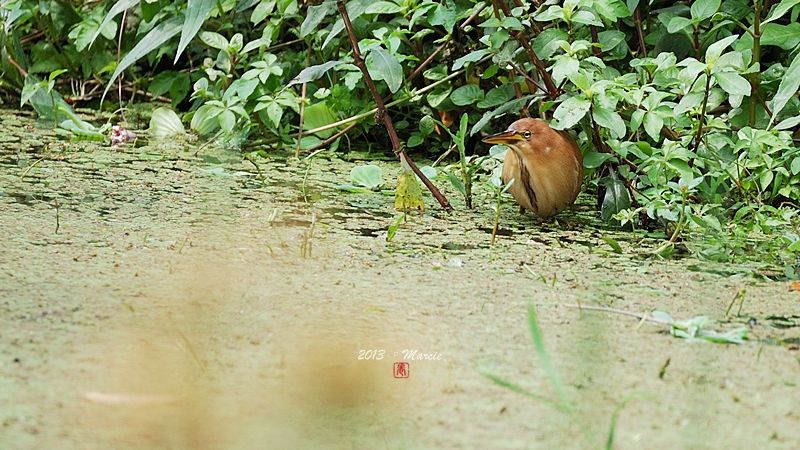 台北 植物園 栗小鷺