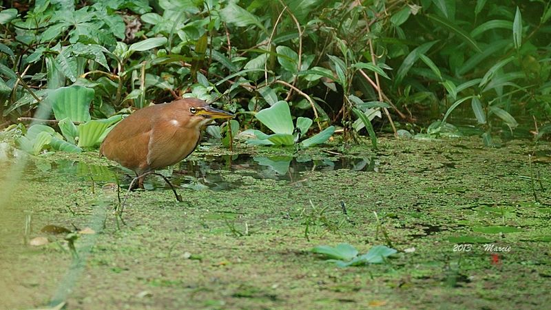 台北 植物園 栗小鷺