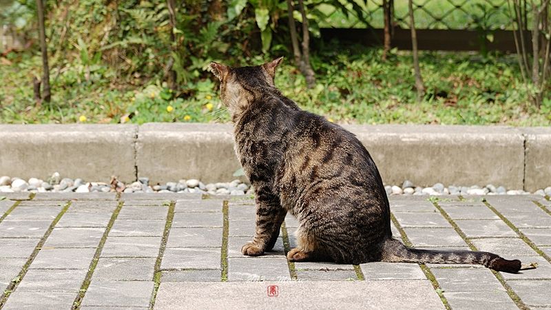 台北 植物園 栗小鷺