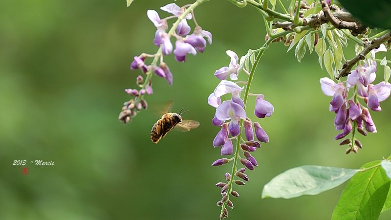 台北 植物園 栗小鷺