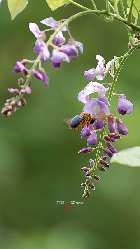台北 植物園 栗小鷺