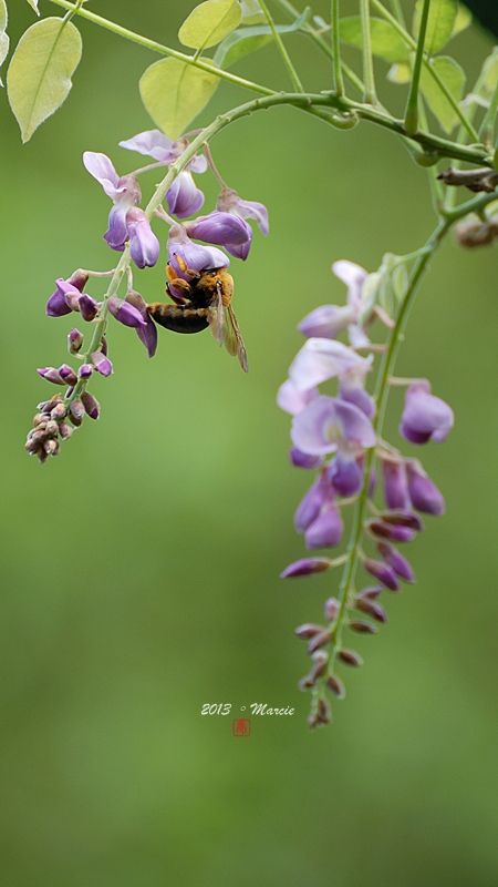 台北 植物園 栗小鷺