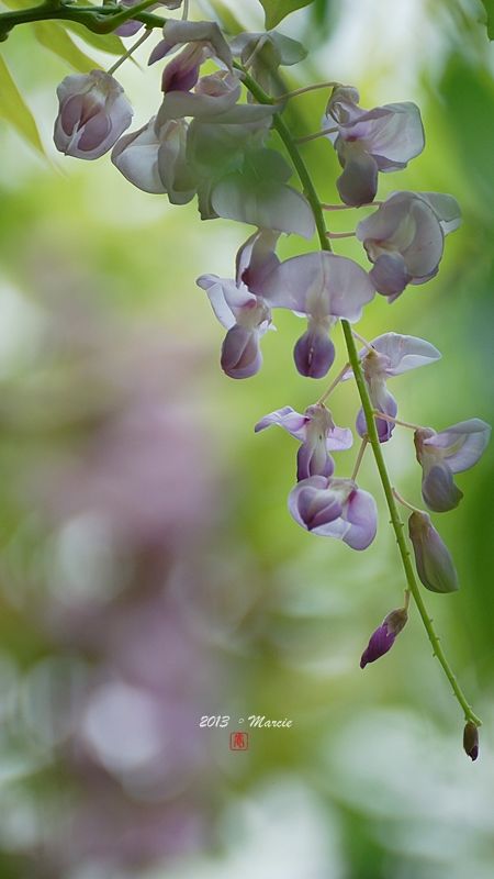 台北 植物園 栗小鷺